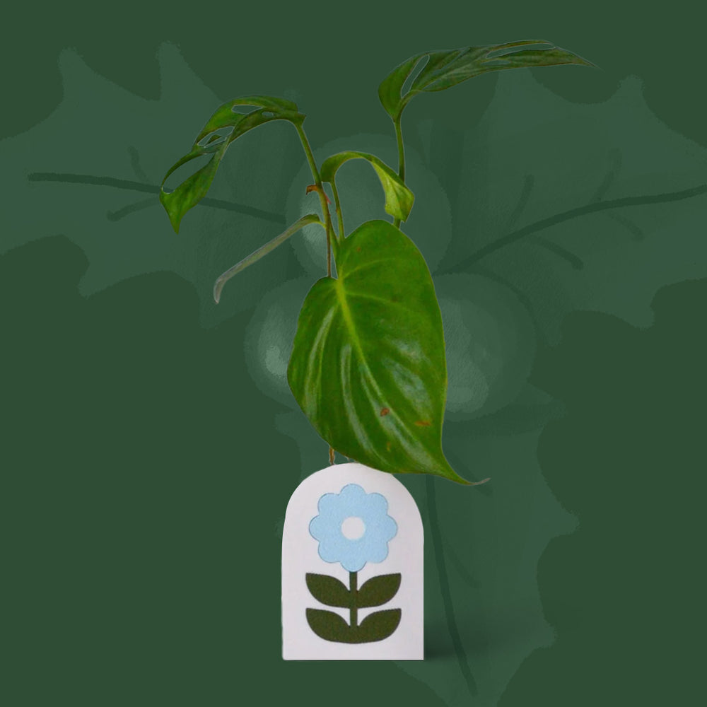 $15 - flower power propagation vase - ice blue