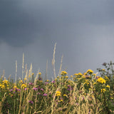 storm clouds - 6.5 x 5 inch edition